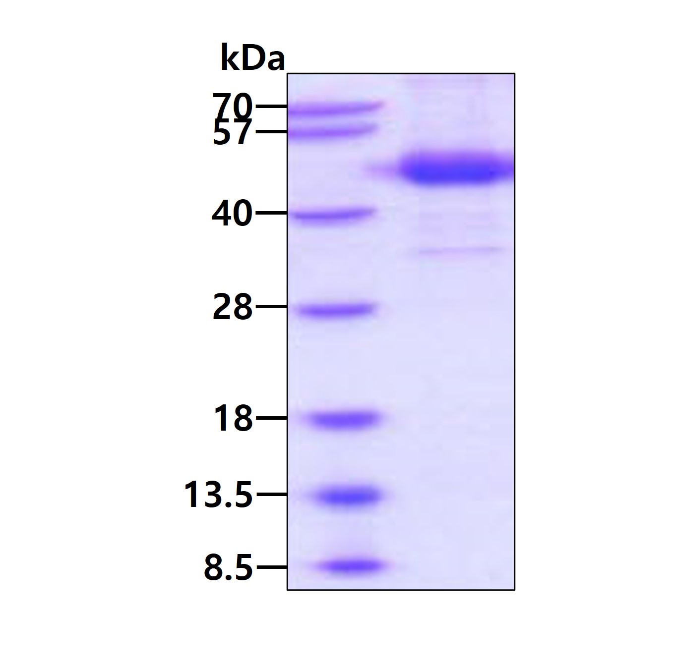 3 μg by SDS-PAGE under reducing condition and visualized by coomassie blue stain.